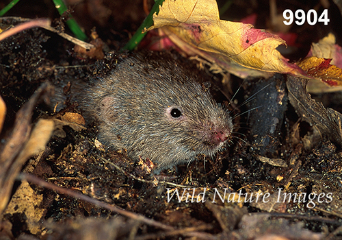 Microtus-pinetorum Woodland-Vole